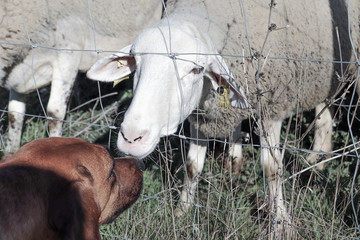 herd of cows