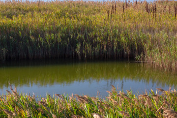 swamp natural area with reed 