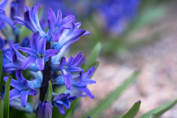 Hyacinth blue flower macro photo