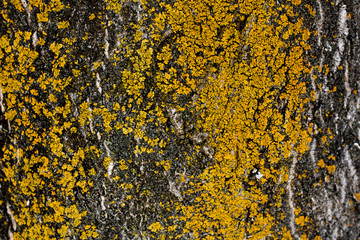 Yellow lichen on Brown Tree Bark Background Texture