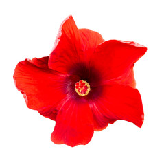 Hibiscus flowers on a white isolated background