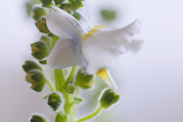 nemesia flower macro
