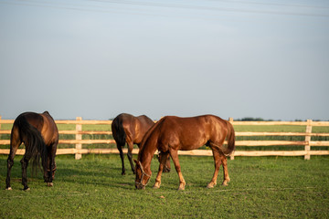 Horses graze in the paddock