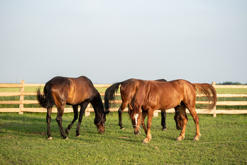 Horses graze in the paddock