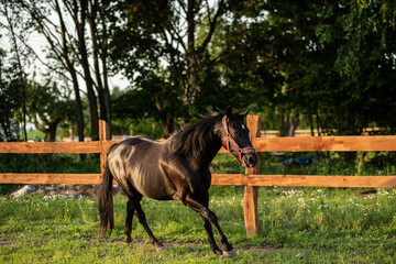 horse runs gallop on a spring, summer field