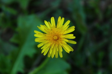 yellow flower