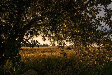 Fototapeta premium Sunset over the meadow and old apple tree