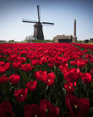 Red tulip fields and a windmill in the Netherlands