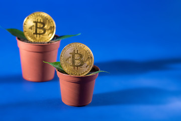Sprout plant as a symbol of growth up bitcoin crypto currency in a pot. Copy space for text. Horizontal frame. Green leaves. Blue background and selective focus.