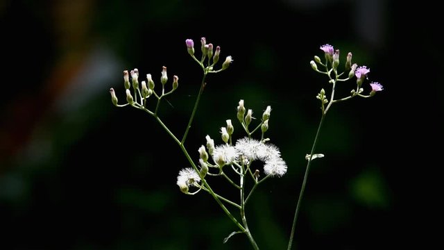 purple and white flowers with brownish yellow bokeh backgraound