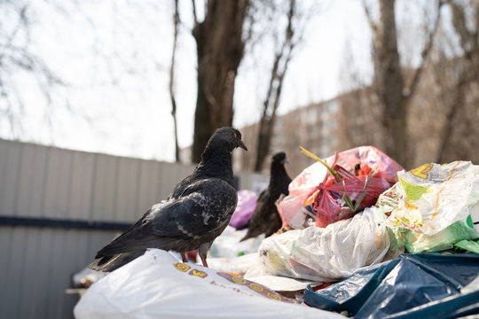 Pigeons In A Dumpster Looking For Food. Hungry Birds Search For Food In A Trash Can On A City Street