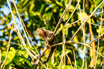 Common marmoset monkey (Callithrix Jacchus) in the Amazon rainforest. Wild monkey in the Urca forest, Sugarloaf mountain in Rio de Janeiro, Brazil.