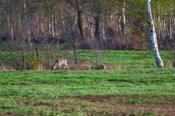 Deer are looking for food  on a field in northern Germany