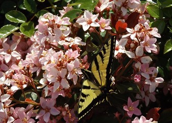 Tiger Swallowtail Butterfly in pink and white flowers