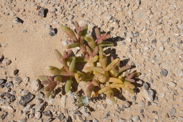 Yellow Mesembryanthemum cryptanthum (Blood Finger Plant) Local Desert Vegetation in Places like Palestine, Israel, Libya, Western Sahara and Qatar
