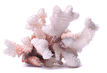 Branched marine white and pink natural coral isolated on white background