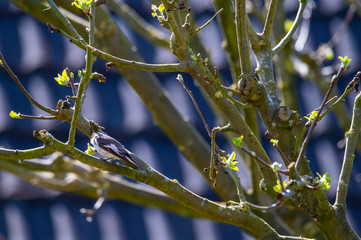 A marsh tit sits in a  bush and searches for food