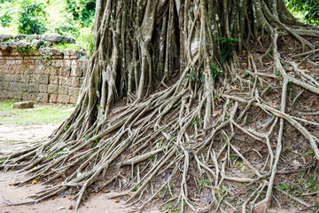 overgrown tropical tree roots, aerial roots      