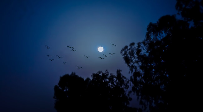 night sky with moonlight and tree
