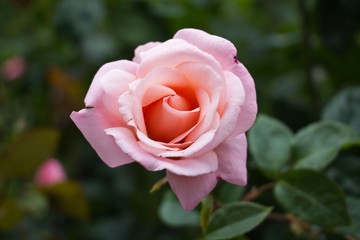 pink flower, macro of a pink flower, beautiful flower 