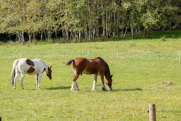 two beautiful horses standing on green field