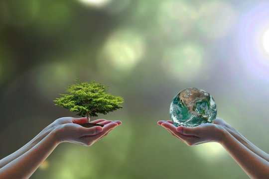 Cropped Hands Holding Plant And Planet Earth