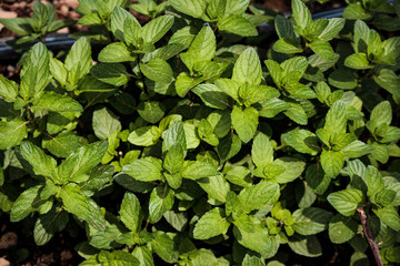 Peppermint close up