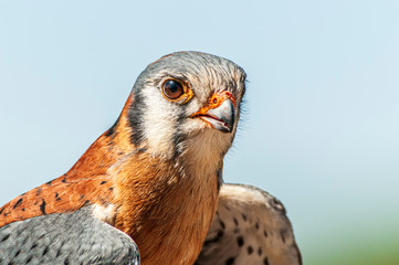 American kestrel Falco sparverius Head Close-up - obrazy, fototapety, plakaty