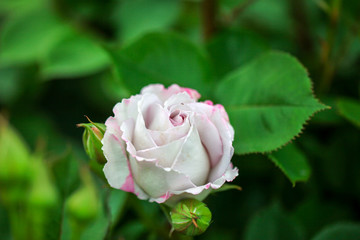 rose / バラ / シルバーシャドウズ silver shadows