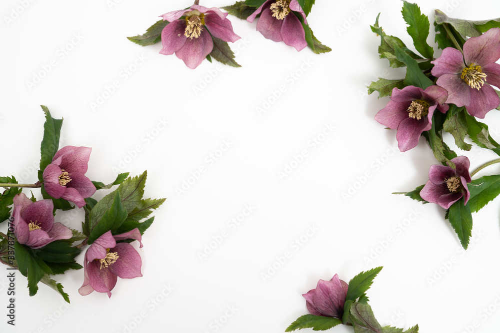 Wall mural Fresh hellebore flower flat lay feminine background with copy space