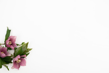 Obraz premium Fresh hellebore flower flat lay feminine background with copy space