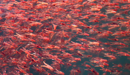 Aquatic animals creature mess group of many small red lobster krill swarm live in sea water 