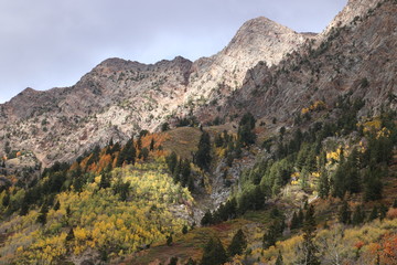 Fototapeta na wymiar Aspens shine yellow along with evergreen pines in the mountainside