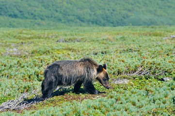 コケモモの実を食べるヒグマ（北海道・知床）