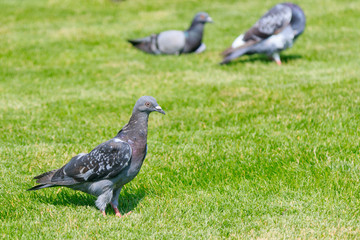 Pigeon in Oradea, Transylvania, Romania