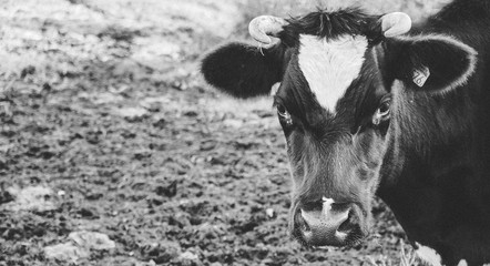 Krowa. © Dawid