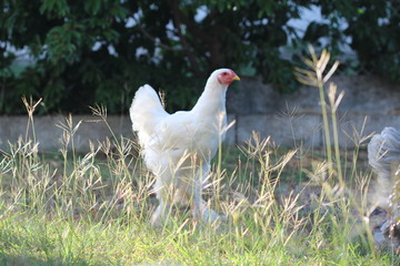 coq brahma