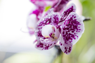  Moth Orchid, Phalaenopsis Orchid or Phal's