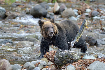 サケを逃したヒグマ（北海道・知床）