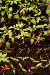 young tomatoes plants in spring