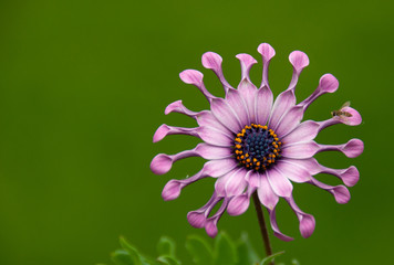 pink daisy flower closeup