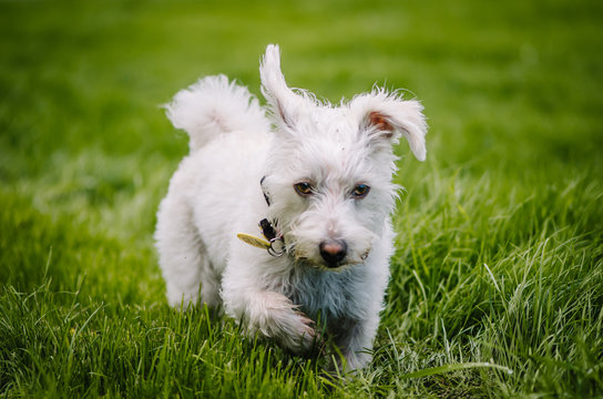 A beautiful image of a white puppy running in the green field