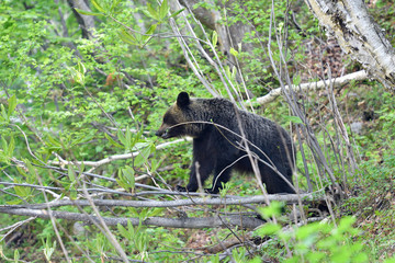 エゾユズリハを食べるヒグマ（北海道・知床）