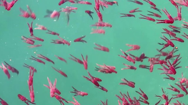 Aquatic animals creature mess group of many small red lobster krill swarm live in sea water 