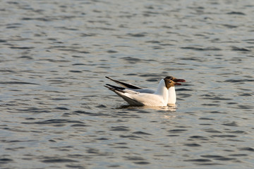 Two seagulls are floating in the water. Dramatic water in early spring or late fall. Wild birds