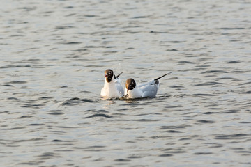 Two seagulls are floating in the water. Dramatic water in early spring or late fall. Wild birds