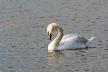 The only white swan in gloomy water. Wildlife Background