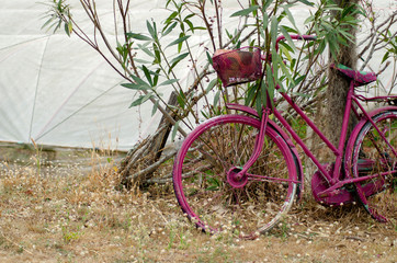 Fototapeta na wymiar Pink old bicycle