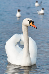 Obraz premium One white swan on blue water with small waves. Wildlife Background