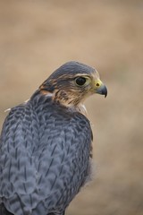 Falcon Close Up Head Profile